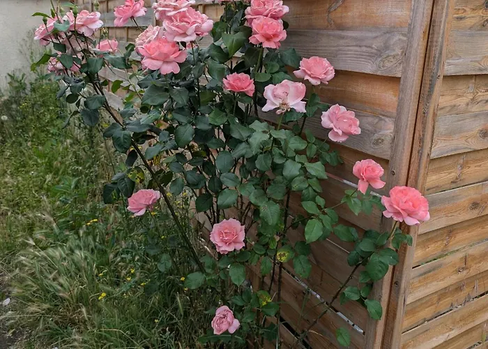 Petit Mas Cosy Du Bord De Loire A 15 Mm Du Parc Le Pal Apartment *